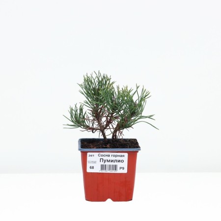 Mountain pine "Pumilio", P9, 1pc, h 3-20 cm, spring 2024-1