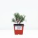 Mountain pine "Pumilio", P9, 1pc, h 3-20 cm, spring 2024