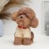 Poodle Poodle brown, 18x16x10cm