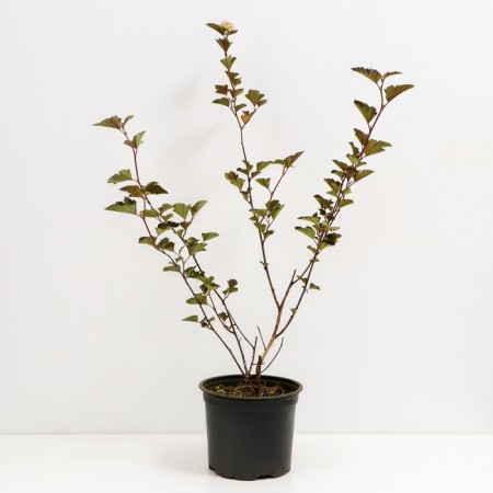 Bubble of Kalinolite Red Baron, C3 pot, H10-50 height, 1 pc, summer 2024-1
