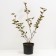 Bubble of Kalinolite Red Baron, C3 pot, H10-50 height, 1 pc, summer 2024
