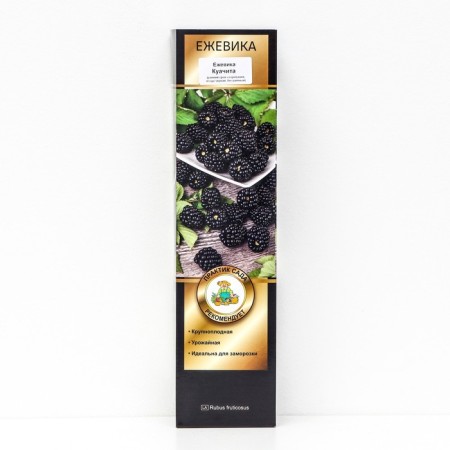 Blackberry Lux "Loch Tey", 1 pc, tube, spring 2025