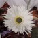 Artificial flowers "chrysanthemum lux" d-11sm, 40 cm, white