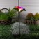Garden lamp on the sunny battery "Lotus", 70 cm, 1 LED, glow of multi (RGB)