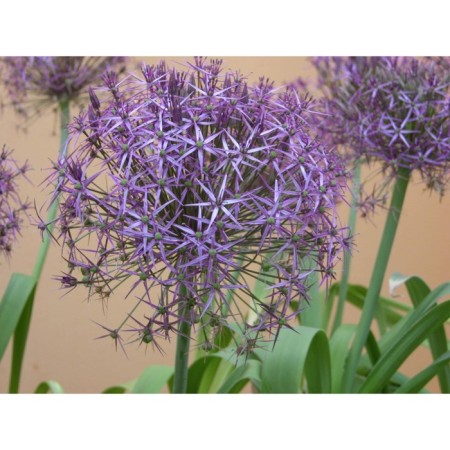 Christophe onion, 10/12 rr, 10 pcs, 50 h (cm), autumn 2024