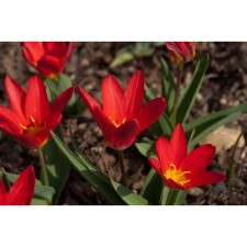 Tulip Kaifman Scarlet Baby, 10/11 rr, 10 pcs, 15-20 h (cm), autumn 2024