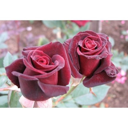 Seedling rose Black Bakkara, tea-hybrid, pot 2 l., Summer 2024