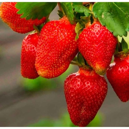 Strawberry Frigori Strawberry Asia (Asia) a+ (15-20 mm), 5 pcs