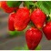 Strawberry Frigori Strawberry Asia (Asia) a+ (15-20 mm), 5 pcs