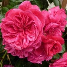 Sahenian Rose 