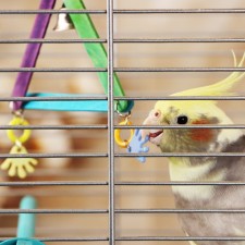 Toy for birds 