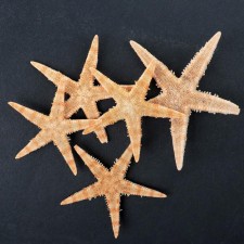 A set of 5 sea stars, the size of each 3-5 cm