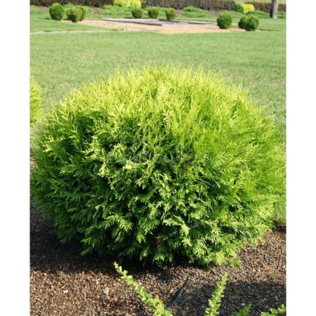 Thuja western globose, c3 pot, n30-40 height, 1 pc, summer 2024