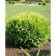 Thuja western globose, c3 pot, n30-40 height, 1 pc, summer 2024