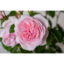 Park Sinerella rose, C3.5 pot, H25-45, 1 pc, summer 2024