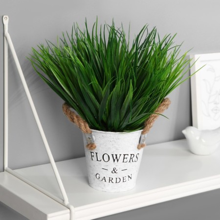 Bonsai in the pot "Garden Paradise" sedge, 11x22 cm, mix