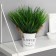 Bonsai in the pot "Garden Paradise" sedge, 11x22 cm, mix