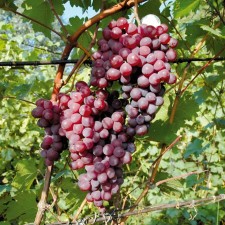 Grapes seedlings 