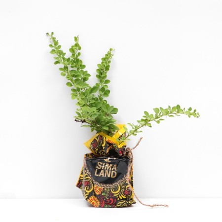 Seedling barbaris Green ornament, pot p9, summer 2024