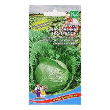 Cabbage seeds 