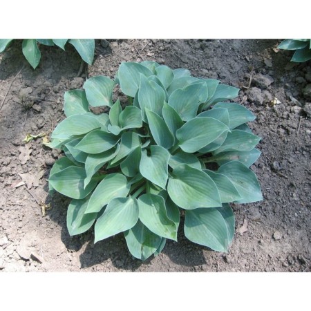 Hybrid Host "Pasifik Blue Edge", P9 pot, 1 pc, spring 2024