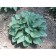 Hybrid Host "Pasifik Blue Edge", P9 pot, 1 pc, spring 2024