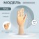 Model wooden art mannequin "Male Right Hand" 31 cm