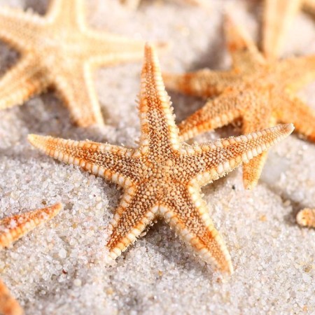A set of natural sea stars, 1.5 - 2.5 cm, 20 pcs-2