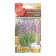 Lavender seeds French bouquet Healing tea c/n 0.1 g