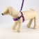 Soft harness kit, leash 120 x 1 cm with a swivel, s, Osh 26-67 cm, og 26-67 cm, purple