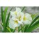 Iris Siberian Moon Silk, Rr. I, 1 pc, spring 2025