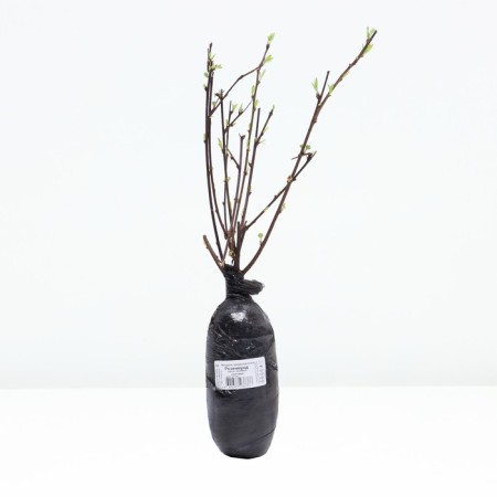 Almonds of three -lobed Rosenmund, tube, 1 pc, spring 2025-2