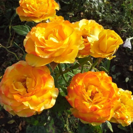 Seedling rose "orange jus", tube, spring 2025