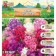 Phlox mixture of varieties I, 2 pcs, spring 2024