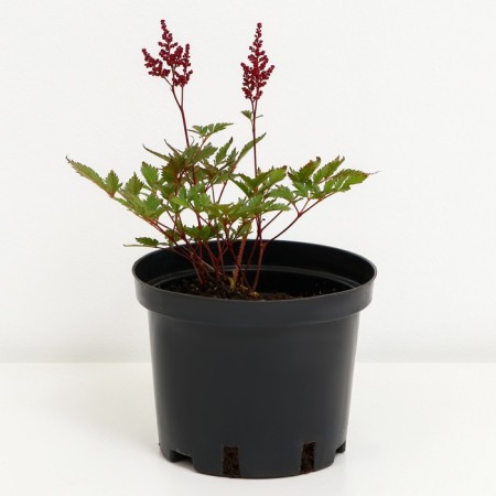 Astilba Japanese Montgomery, C1.5 pot, H10-50 height, 1 pc, summer 2024-1