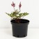 Astilba Japanese Montgomery, C1.5 pot, H10-50 height, 1 pc, summer 2024