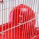 The cage for rodents equipped RT-2Q, 22 x 16 x 20 cm, red