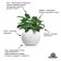 Purshat-M concentrate for ficus and palm trees, 50ml