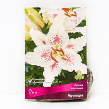 Lilies Eastern Muscats, 14/16 rr, 2 pcs. 80 h (cm), autumn 2024