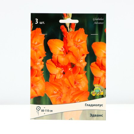 Gladiolus large-flowered "Edwa", district 10/12, 3 pcs-4