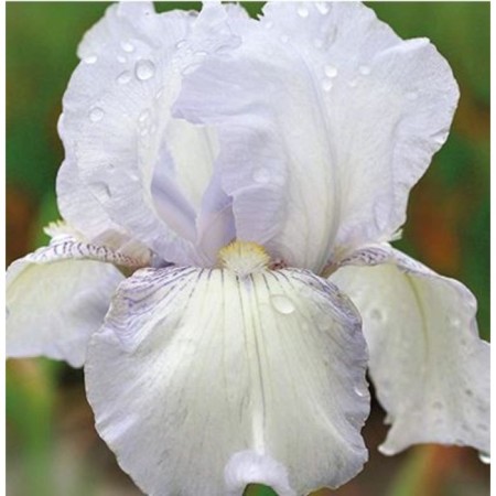 Iris Borogue Inglesh Cottage, C2 pot, 1 pc, summer 2024