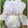 Iris Borogue Inglesh Cottage, C2 pot, 1 pc, summer 2024