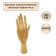 Mannequin anatomical details tree: male left hand, 30cm gamma "Studio"