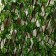 Decorative fence, 120 × 70 cm, “aspen sheet”, Greengo
