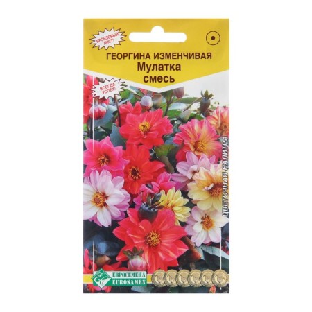 Georgin flowers changeable "mulatto" mixture, 20 pcs