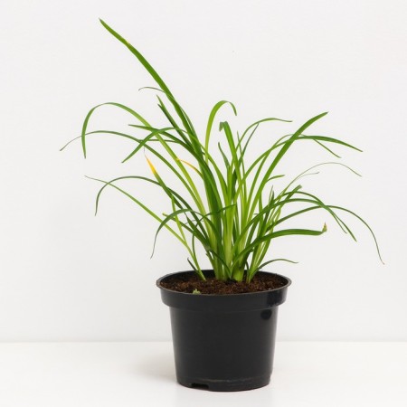 Lilenik hybrid emiyilled bronze, c2 pot, H10-50 height, 1 pc, summer 2024-1