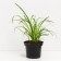 Lilenik hybrid emiyilled bronze, c2 pot, H10-50 height, 1 pc, summer 2024