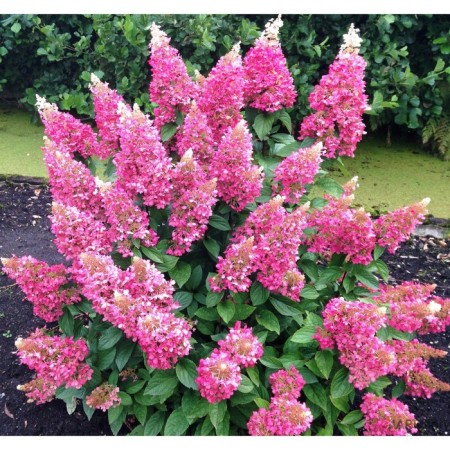 Hydrangea blizzard pinks of vinki, C3 pot, H10-50 height, 1 pc, summer 2024