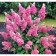 Hydrangea blizzard pinks of vinki, C3 pot, H10-50 height, 1 pc, summer 2024