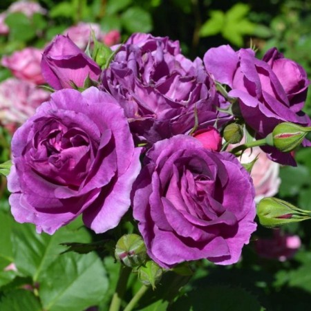 Seedling rose "Minerva", tube, spring 2025
